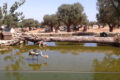 Animali nello Zoosafari di Fasano in Puglia